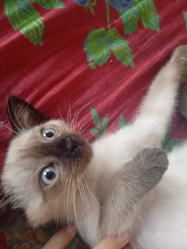 Продаётся шведский кот, цена: 400 000, торг есть 2 Продаётся шведский кот, цена: 400 000, торг есть 2