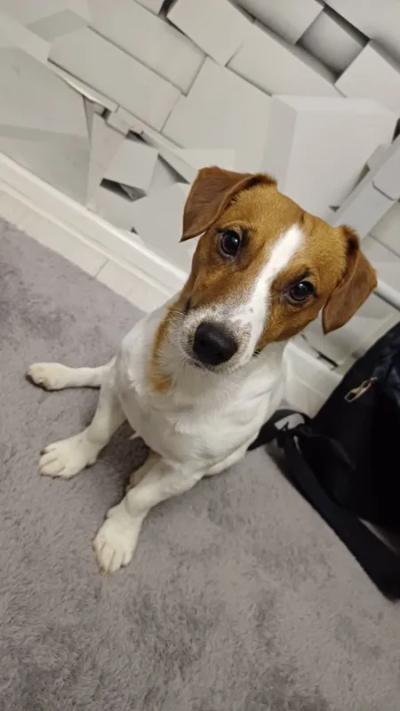 Вязка Jack Russell — Ташкент 1 Вязка Jack Russell — Ташкент 1