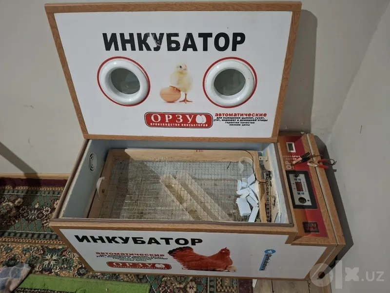 Inkubator tovuq.. 1 Inkubator tovuq.. 1