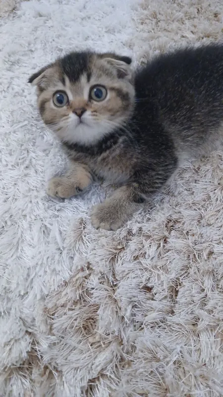 Продам Скоттиш Фолд 1