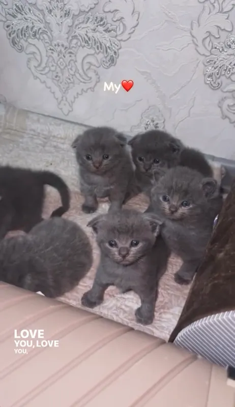 Mushuk scottish fold