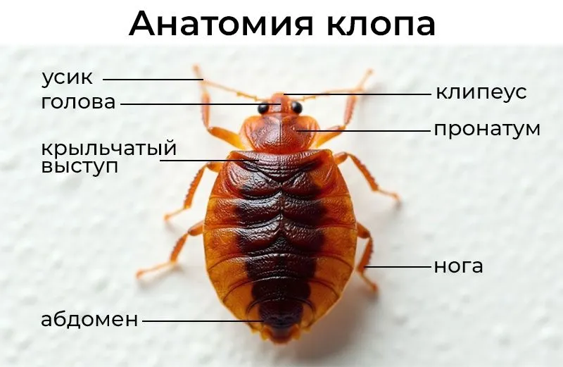 dezinfeksiya klapa дезинфекция клопов клопы dezinfeksiya tashkent uz 4 dezinfeksiya klapa дезинфекция клопов клопы dezinfeksiya tashkent uz 4