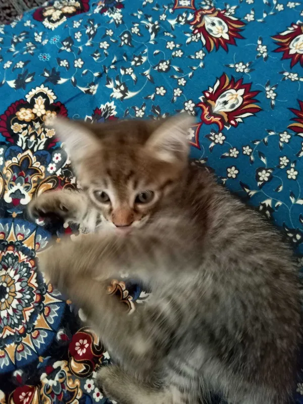 Отдам котенка хорошие руки 2