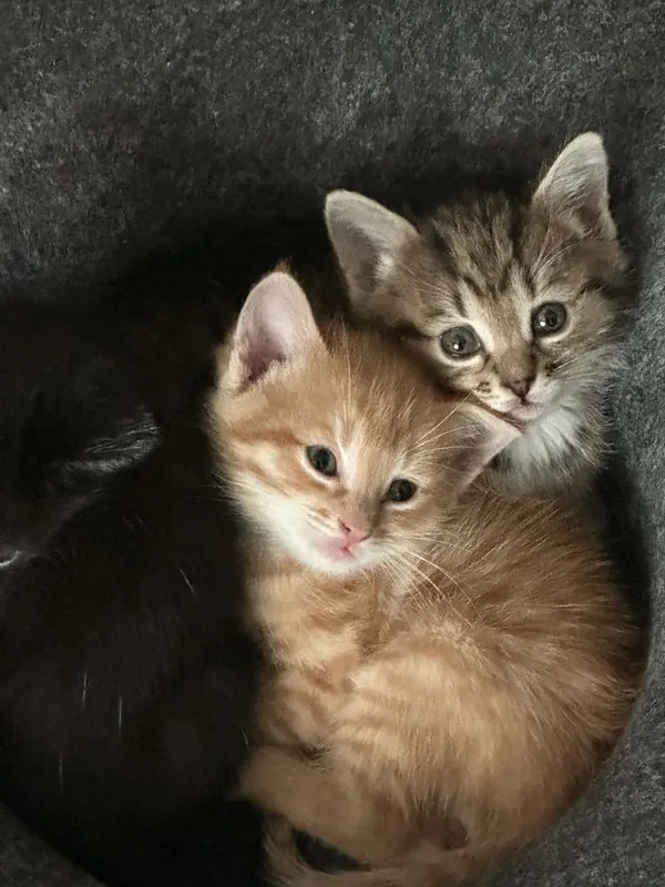 Котенок красивый