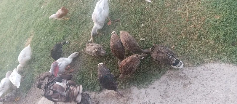 Assalamu alekum kurka bor 3ta makiyon 1horozi tuhumda 7 ta bollasiyam 3