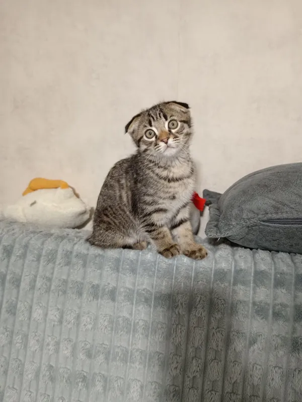 Вислоухий кот продаётся — фото 4