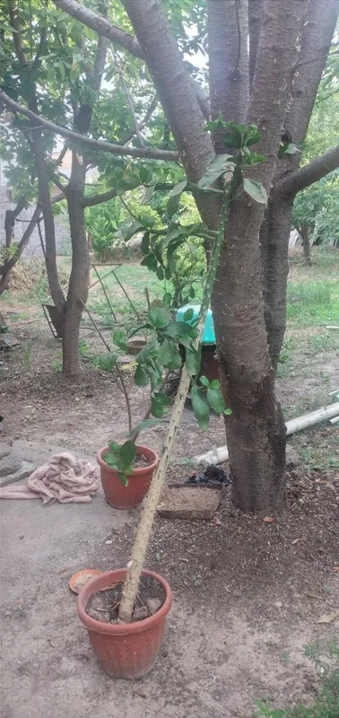 Kaktus (brazil)opunsiya 3 Kaktus (brazil)opunsiya 3