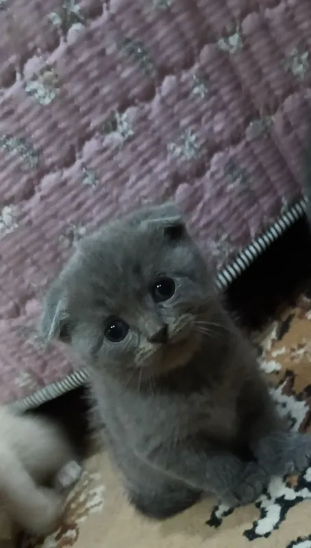 Продаются котята — фото 5