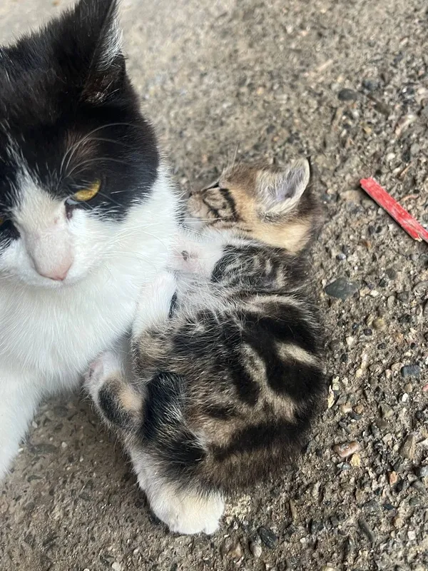 котята (девочки) отдаются в дар вместе с мамой 3ta qizbola mushukcha — фото 1