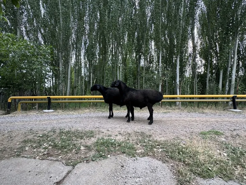 Кочкорла сотилади 3 Кочкорла сотилади 3