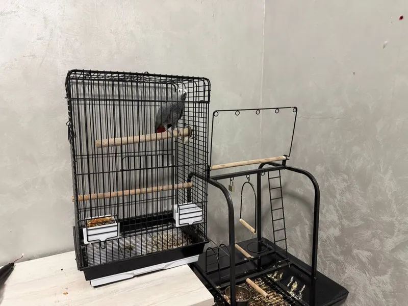 Jako (African Grey) papugay 2 Jako (African Grey) papugay 2