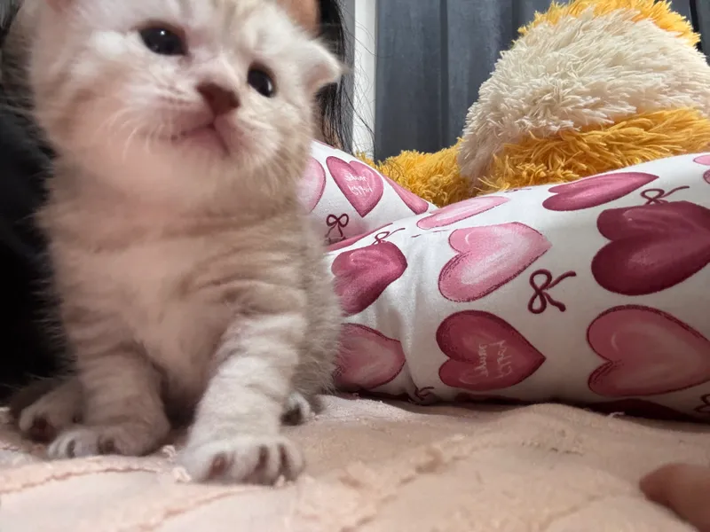 Продается срочно котенок скоттиш фолд — фото 1