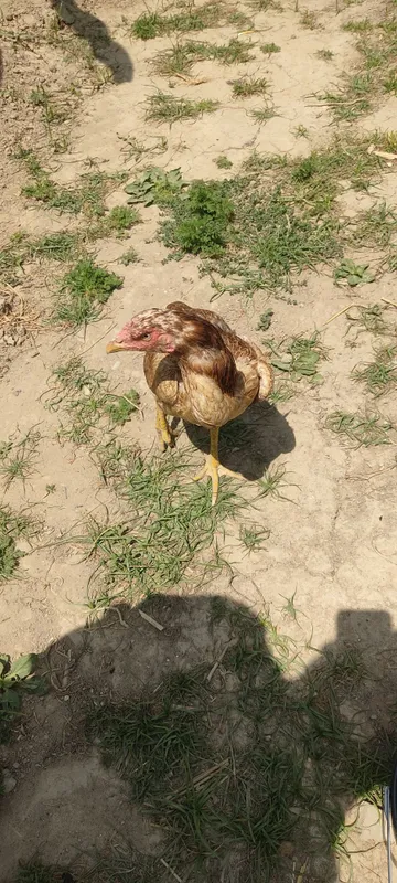 Dakan tovuq pirovka qilingan