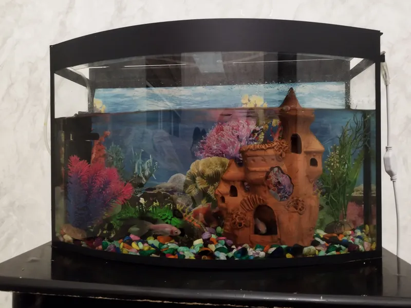 Baliqlari bilan akvarium sotiladi 4