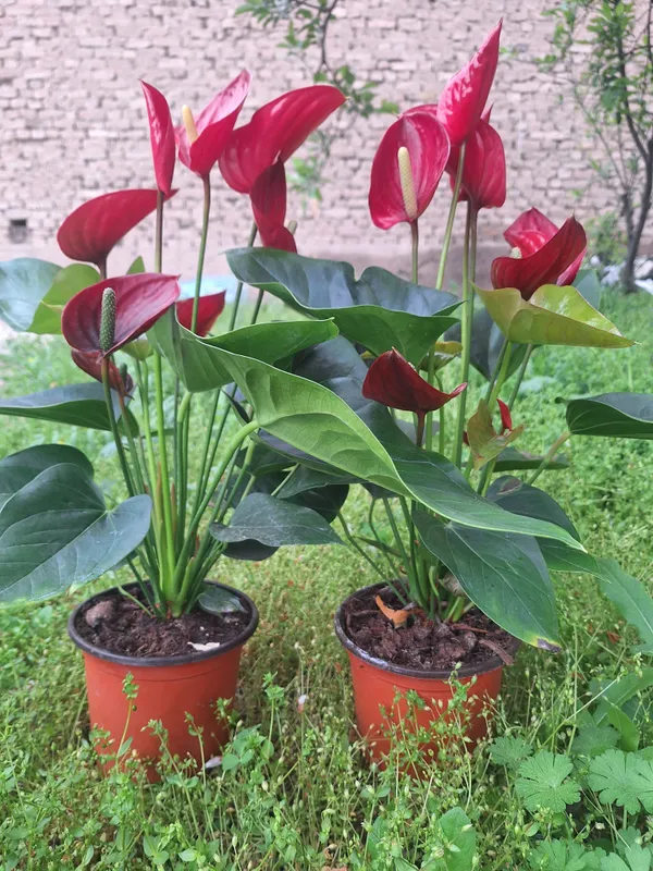 Xona chiroyi uchun dekorativ gul sotaman — фото 2