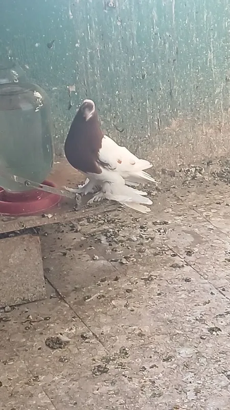 Kabtarla sotiladi soglom kasalmas 1 Kabtarla sotiladi soglom kasalmas 1