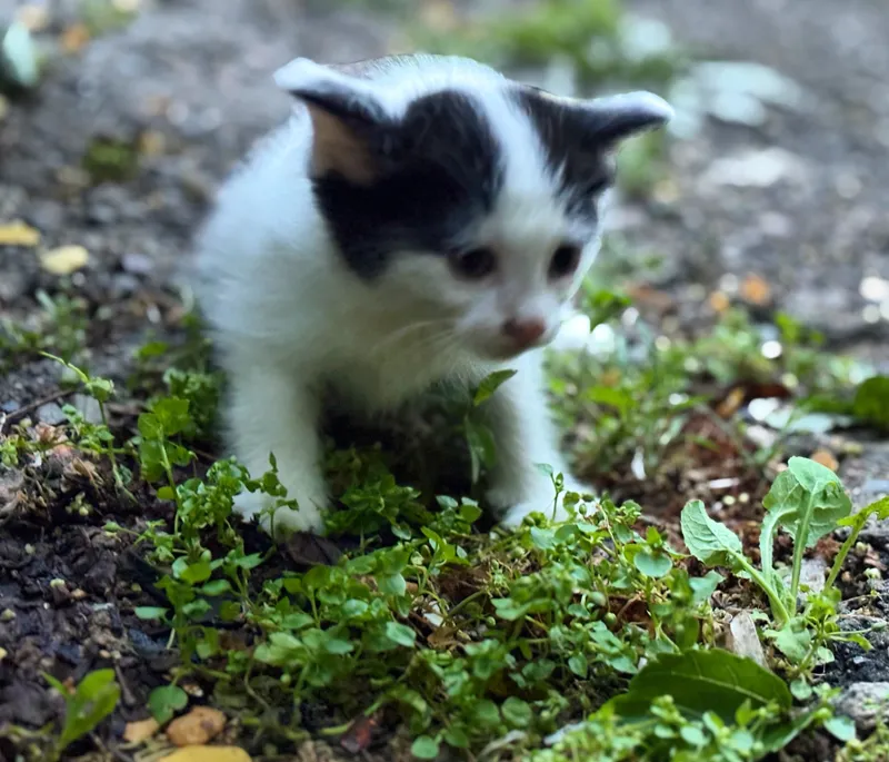 Ищем дом для котят — фото 7