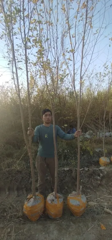 Гужум, сада, карагач, ясень 2 Гужум, сада, карагач, ясень 2