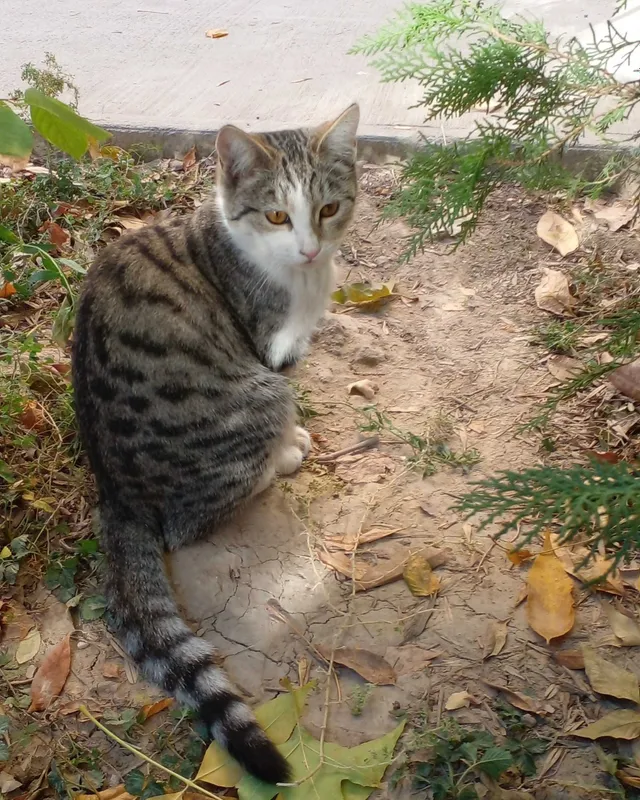 Нашлась кошка. Ищу хозяина — фото 1