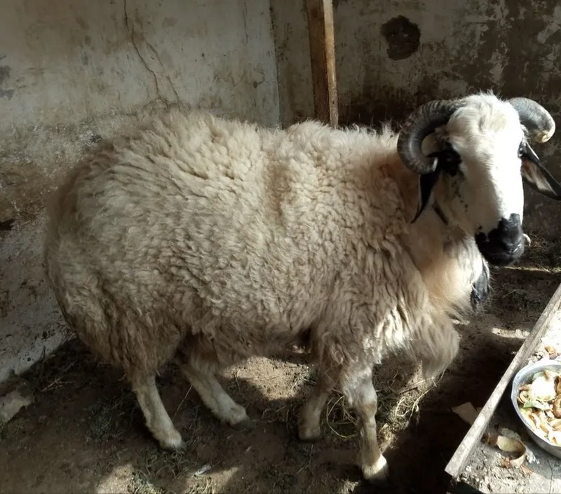 Tez va arzon Qo’chqor va qo’y sotiladi