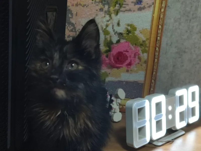 Котенок (девочка) — фото 1