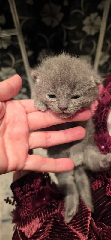 Очаровательные котята голубые правильной вязки. Скоттиш — фото 3