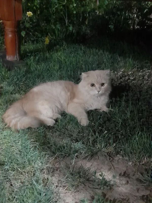 шотландский фолд кот 2