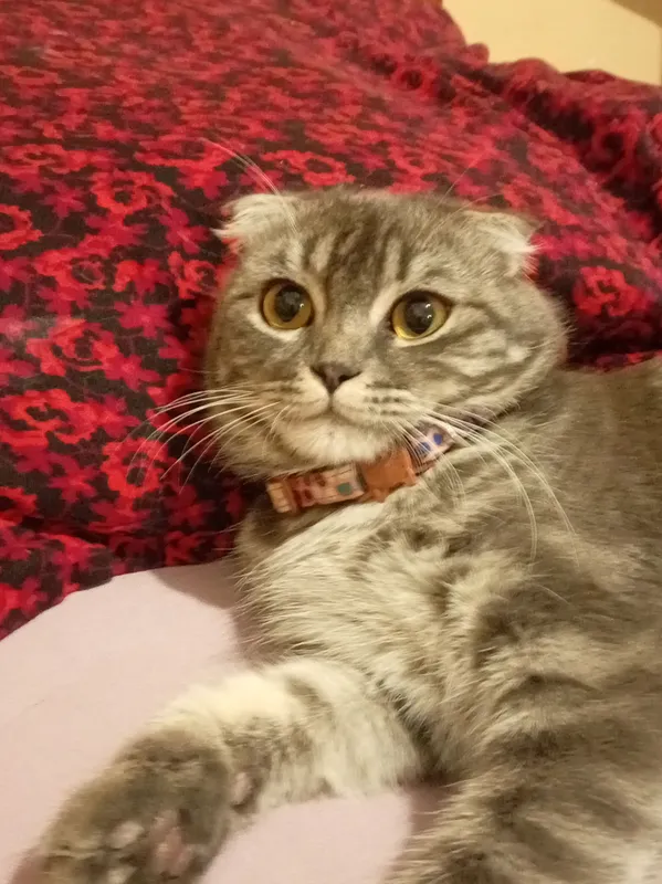Scottish Fold 1 Scottish Fold 1