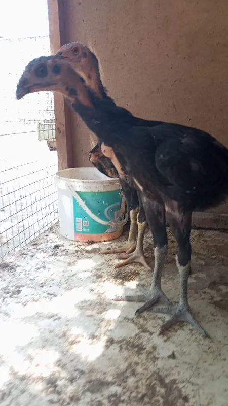 Kafolati bor kelishamz — фото 3