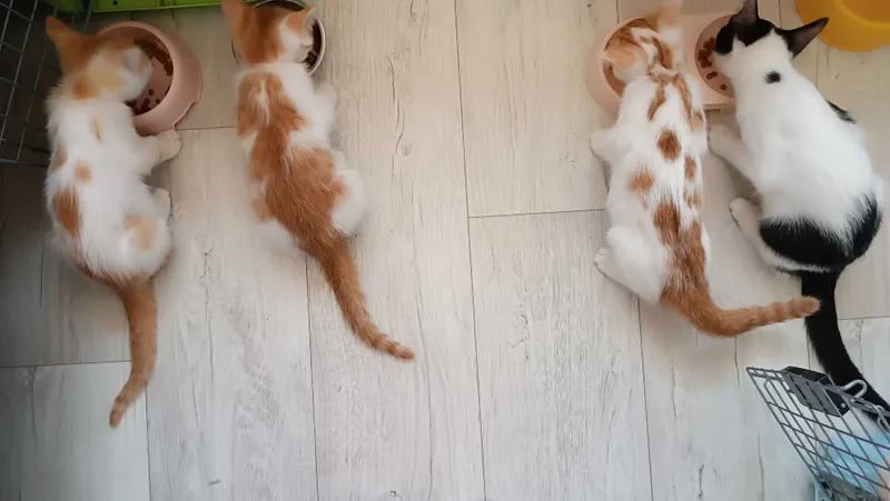 Маленькие котятки в добрые руки 1 Маленькие котятки в добрые руки 1
