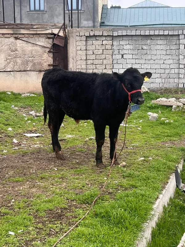 Zoti Angus 8.9 oyli atrofida sog'lom yeb ichishi yaxshii — фото 5