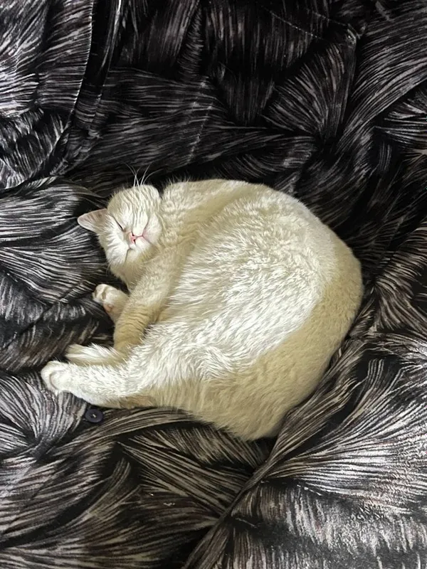 Скотиш страйк годик — фото 3