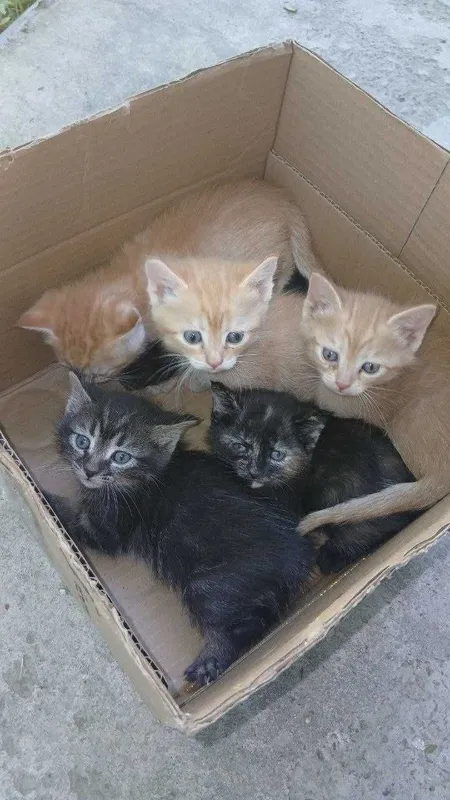 Отдам даром котят — фото 5