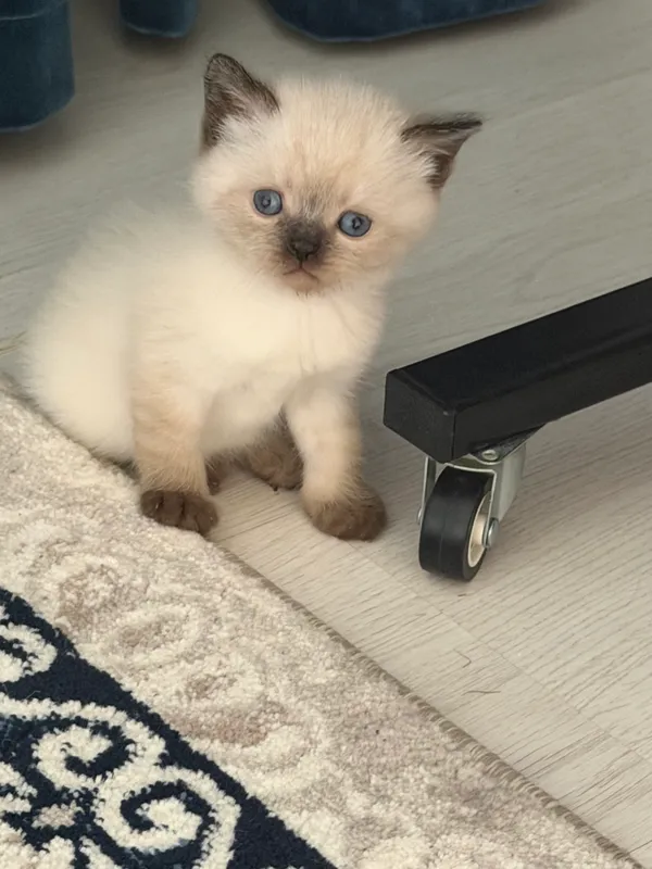 Продаются котята 1 Продаются котята 1