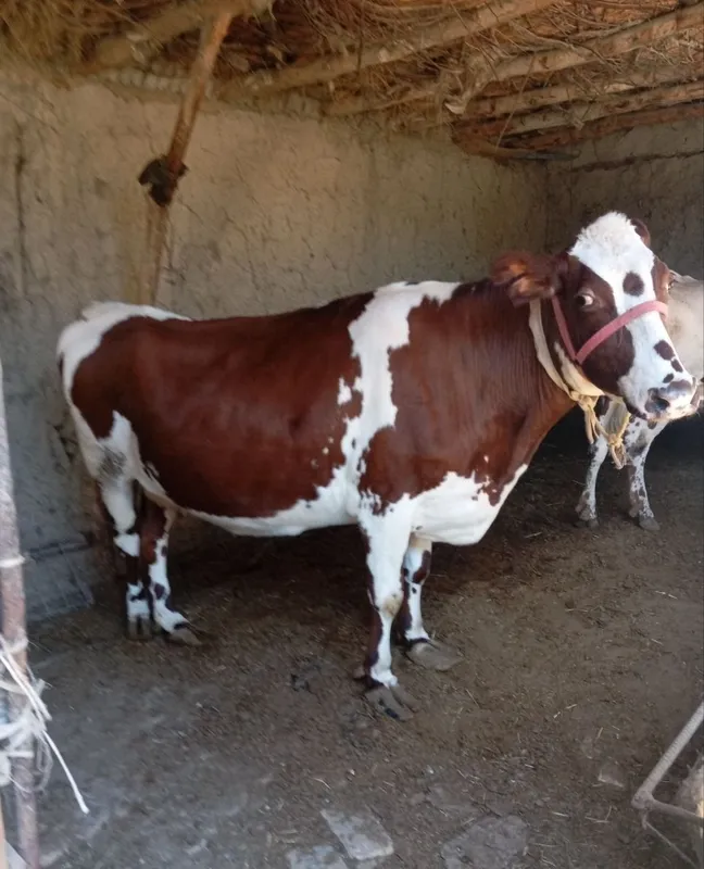 Продаётся дойная корова, телёнка нет 1 Продаётся дойная корова, телёнка нет 1