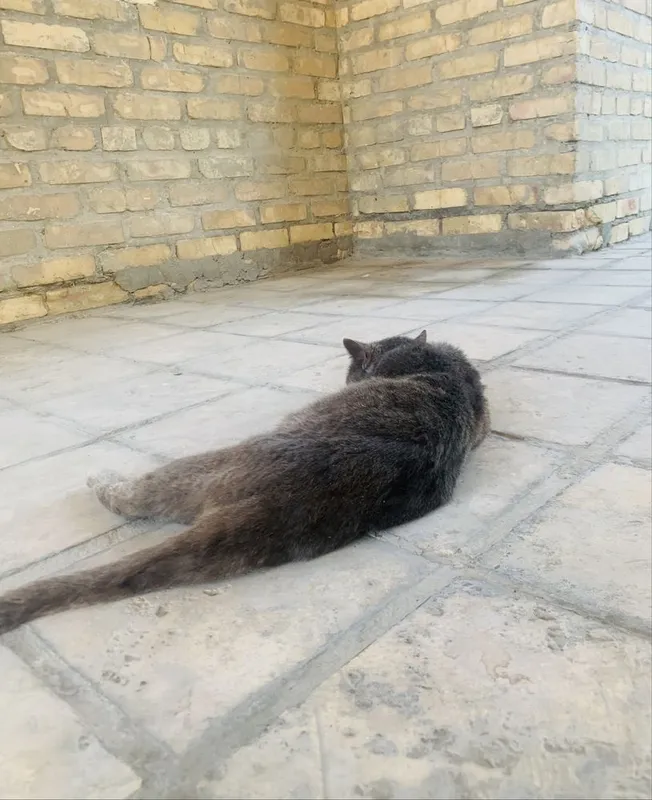 Продается кот породистый любиший хозяйна .Крупный британский кот — фото 2