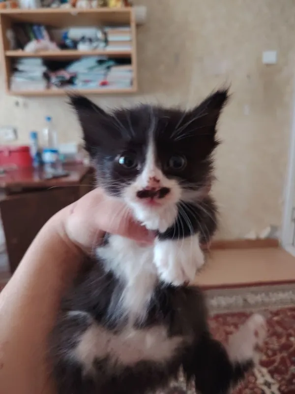 СРОЧНО ОТДАЁМ котята в добрые руки, 5 штук!!! 3 СРОЧНО ОТДАЁМ котята в добрые руки, 5 штук!!! 3