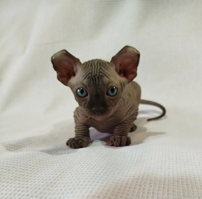 Котята эльф и бамбино