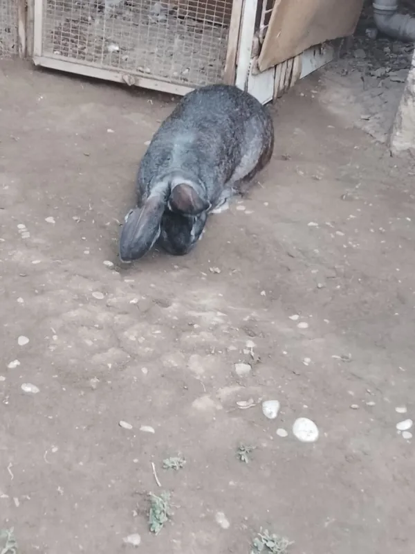 Quyon zotli kurka 1 Quyon zotli kurka 1