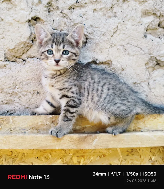 Пристраиваются домашние котята — фото 1