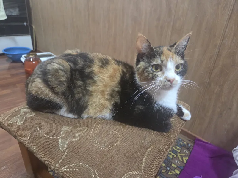 Котёнок в добрые руки — фото 1