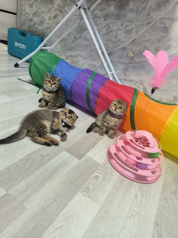 Шикарные котята от правильной вязки — фото 1