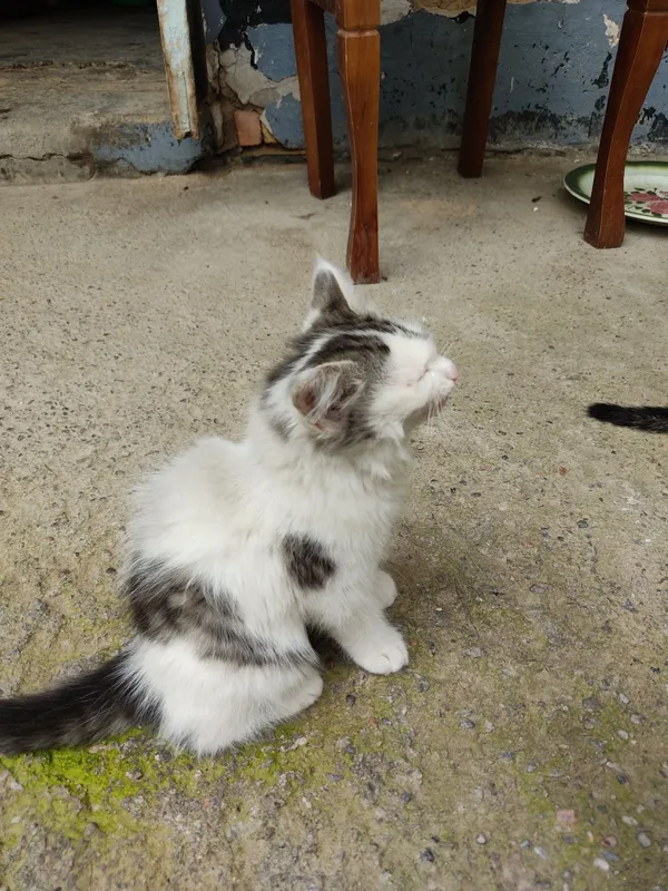 котята два месяца — фото 3