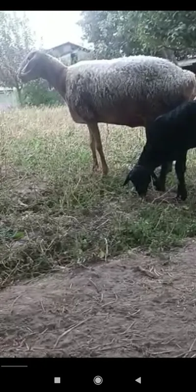 Ona bola qoylar.