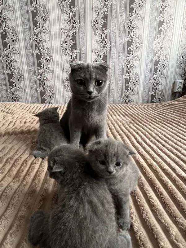 Продаються котята 1 Продаються котята 1