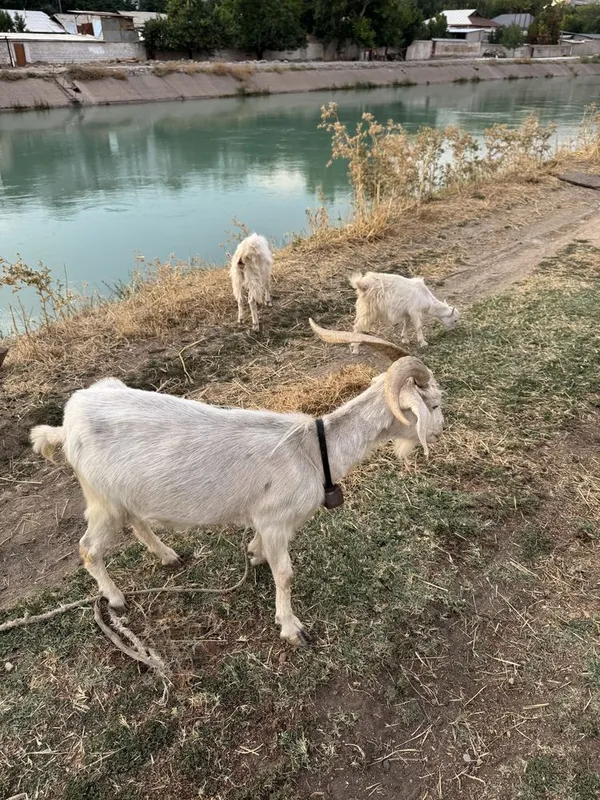Sog'in sog'lom echki va ikki dona bolasi bilan birga sotiladi 7