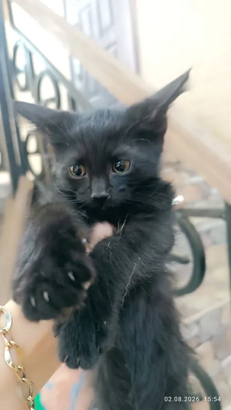 Котята, бесплатно . Оба мальчики 1
