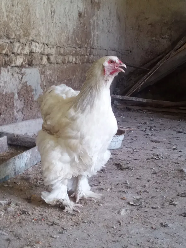 Brama tuxumlari 4 Brama tuxumlari 4