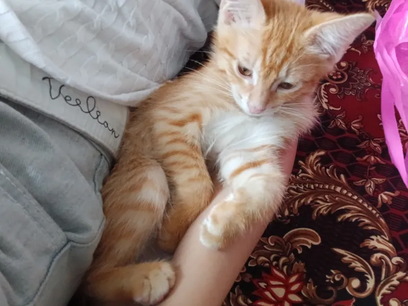 котёнок котёнок