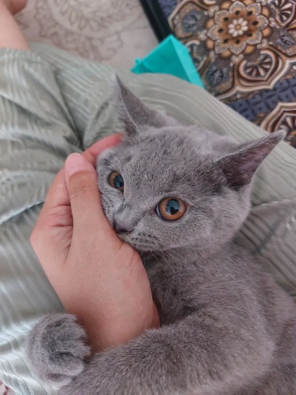 Продам кошку породы Скоттиш Страйт 2 Продам кошку породы Скоттиш Страйт 2